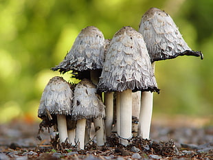 grey and white mushrooms
