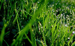 green grass macro photography with dew drops