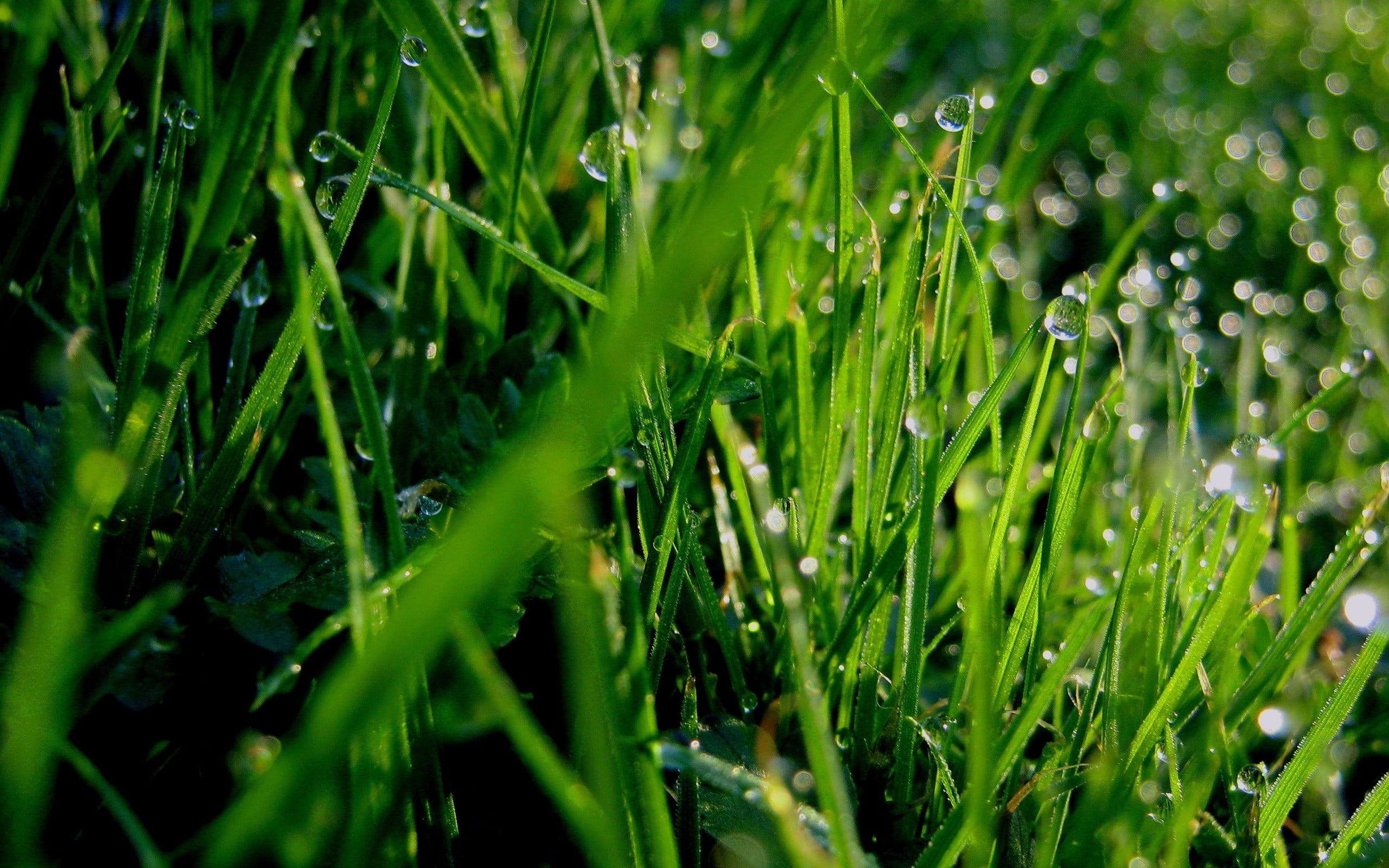 Green grass macro photography with dew drops HD wallpaper | Wallpaper Flare