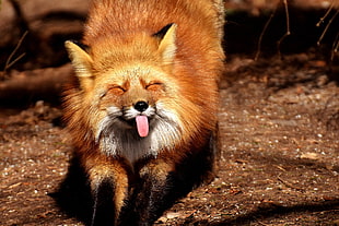 orange fox showing tongue at daytime