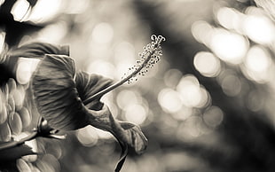 grayscale photo of hibiscus flower HD wallpaper