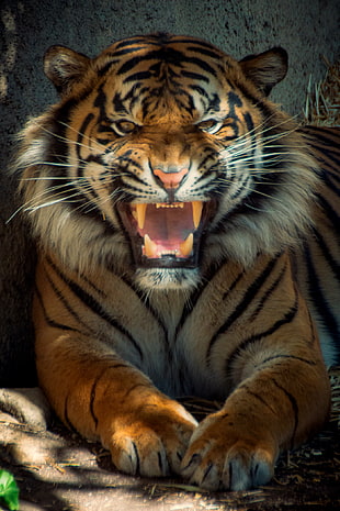 tiger showing teeth HD wallpaper