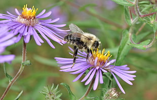 honey Bee on lavender-petaled flower at daytime HD wallpaper