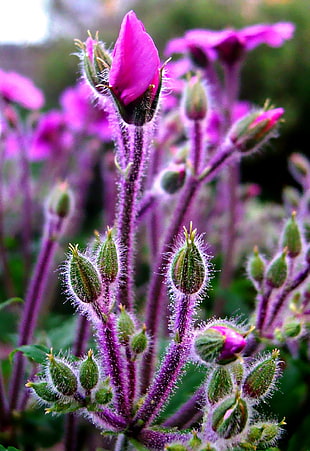 green and purple flower bud HD wallpaper
