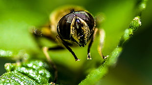 micro photography of yellow and black bee