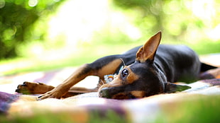 smooth black and tan Chihuahua, animals, dog