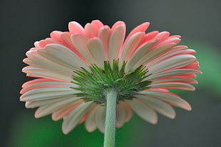 pink and white flower, gerbera