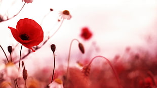 red poppy flower, flowers, poppies, red flowers