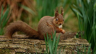 brown squirrel on brown wood log near green grass