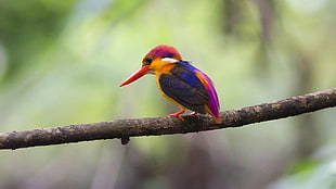 selective focus photography of red, yellow, and black long-beak bird perching on branch