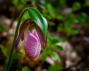 selective focus photography of pink Lady's Slipper Orchid