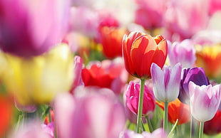 photo of bed of tulips
