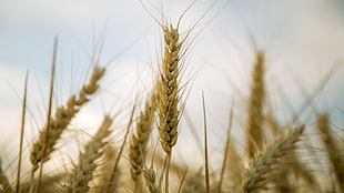 close up photo of rice grains HD wallpaper