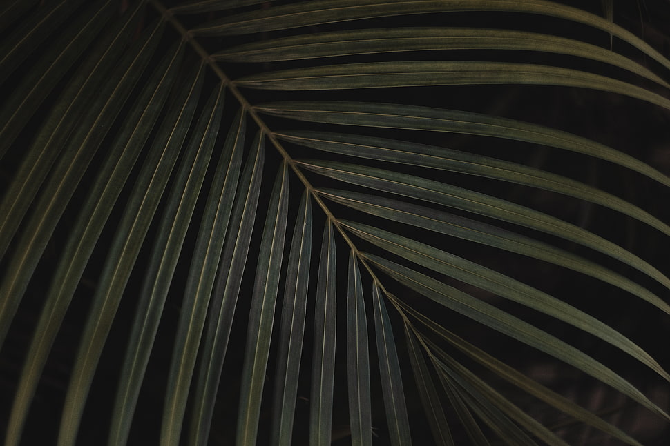 Green palm plant leaf HD wallpaper | Wallpaper Flare
