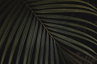 green palm plant leaf HD wallpaper