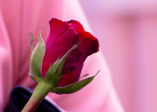 closeup photo of red rose HD wallpaper