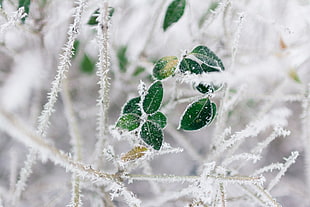 ovate leaf tree covered with snow