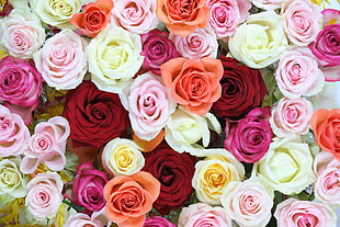 assorted color rose lot HD wallpaper