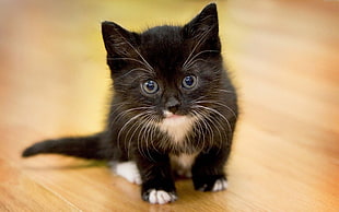 black tuxedo kitten on floor tilt shift photography