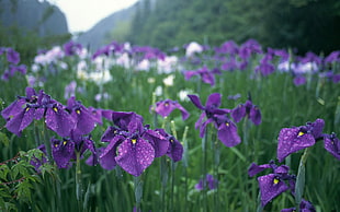 purple Iris flower field