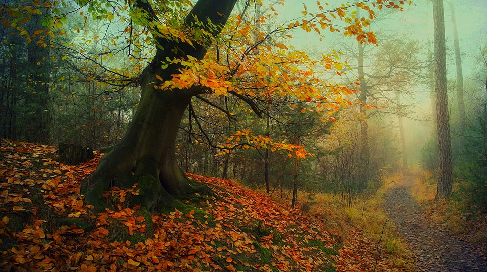 yellow leafed maple tree, nature, landscape, forest, path HD wallpaper