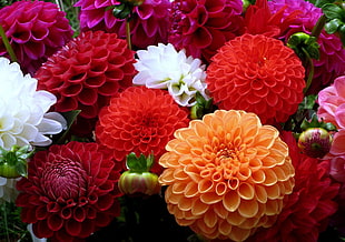 red, white and orange flowers