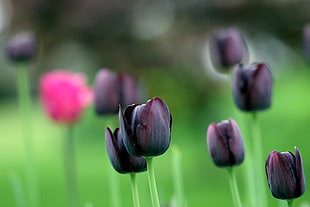purple and pink Tulip during daytime HD wallpaper