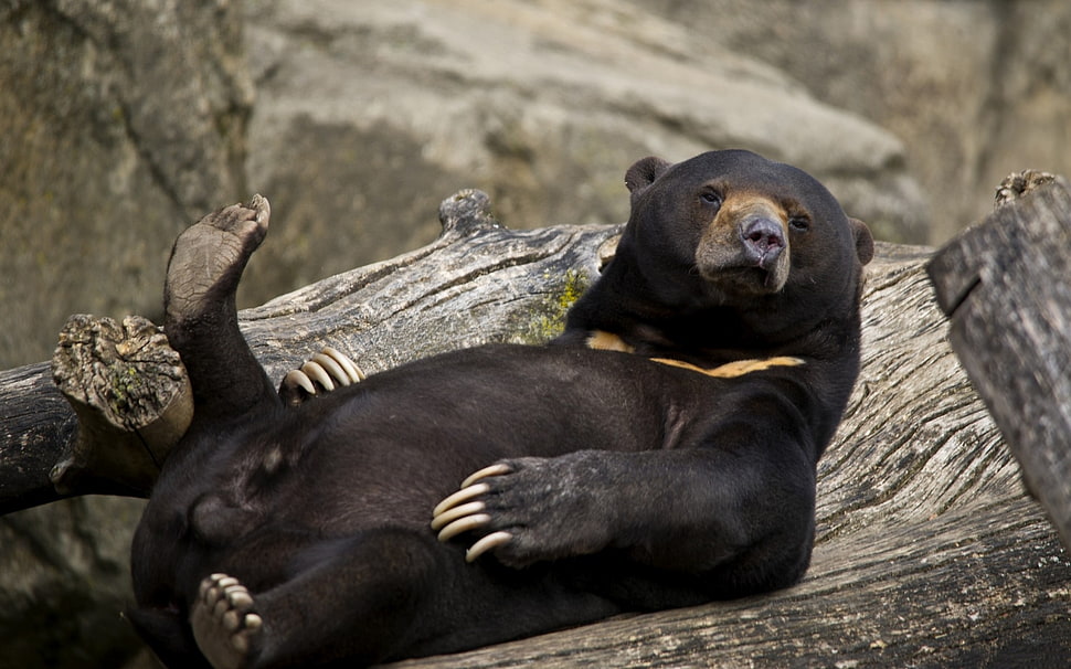 black ear lying on black tree HD wallpaper