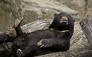 black ear lying on black tree HD wallpaper