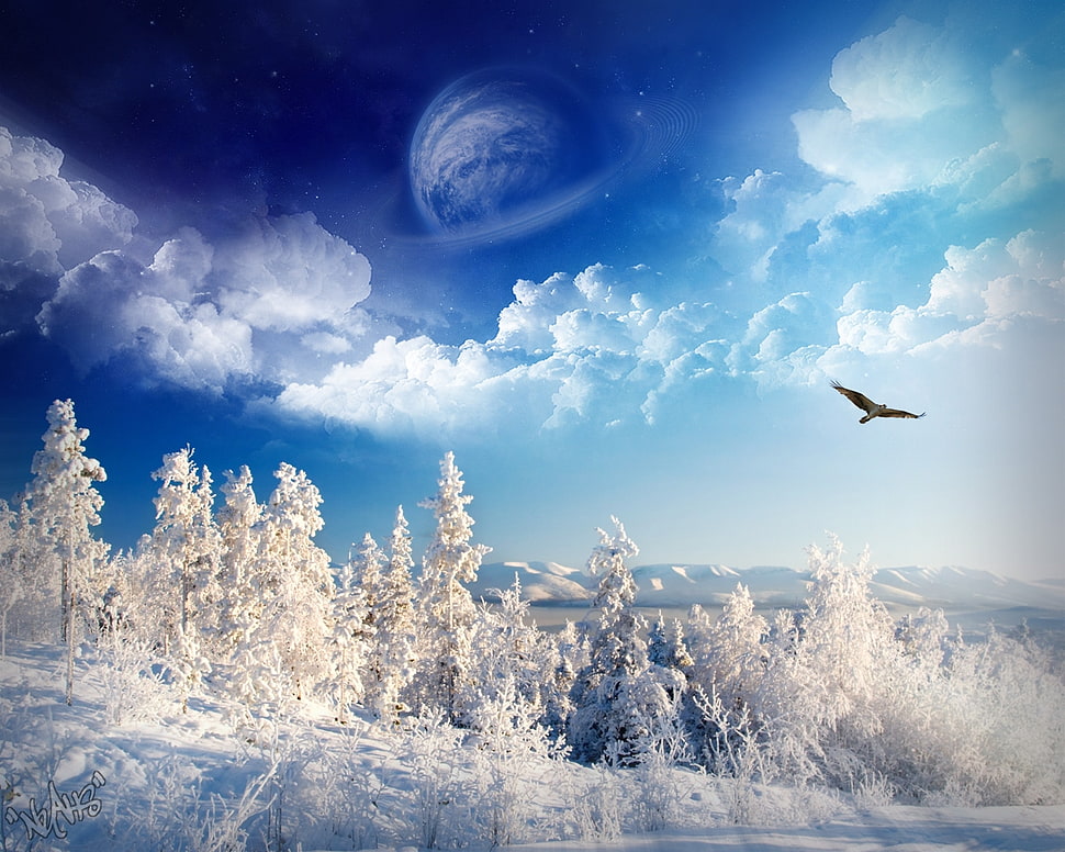 bird flying with trees cover by snow during daytime HD wallpaper