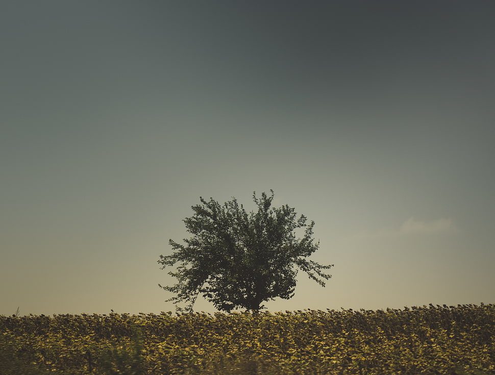 green leafed tree, Tree, Grass, Sky HD wallpaper