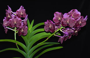 pink Vanda Orchid flowers