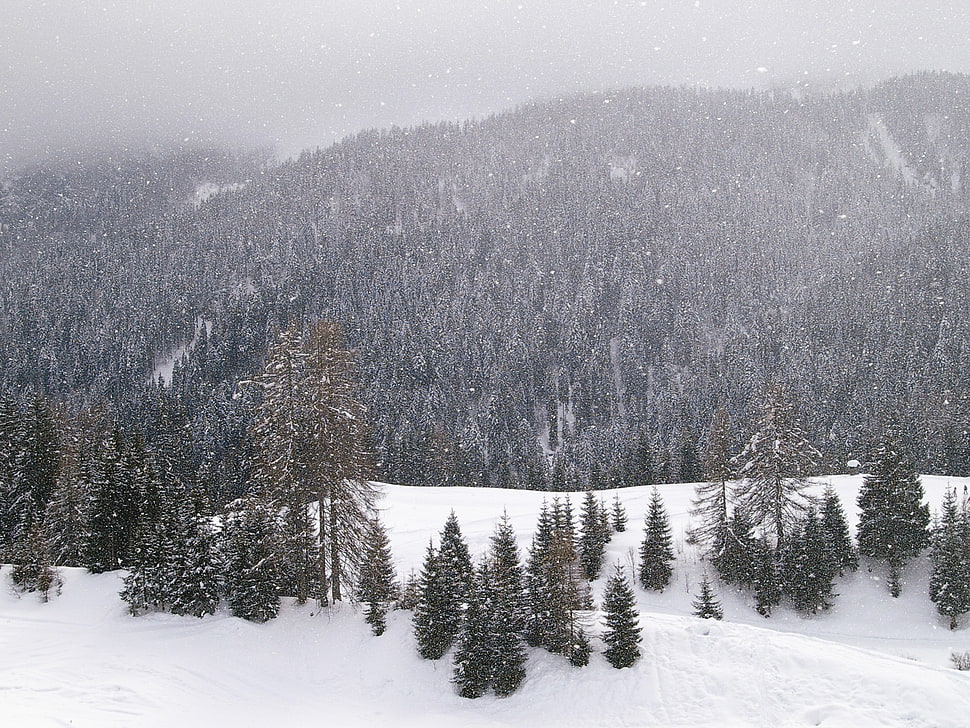 brown pane tree forest during winter HD wallpaper