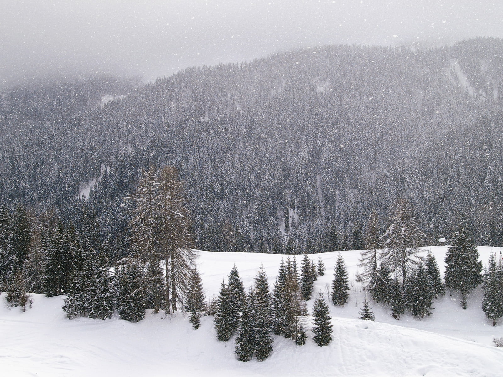 brown pane tree forest during winter