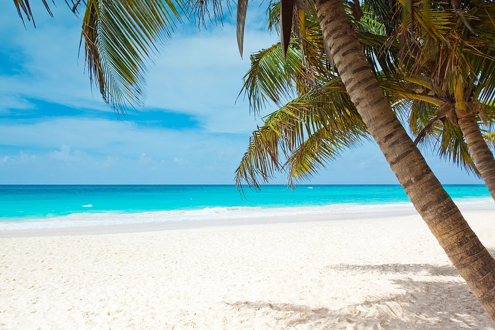 palm trees, beach, blue, coast, palm trees HD wallpaper