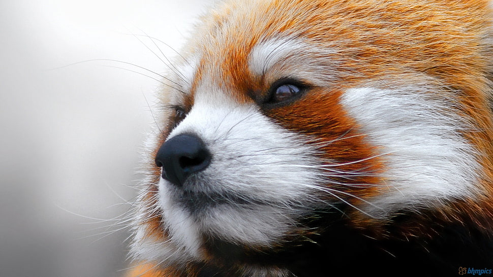 red panda, red panda, panda, animals HD wallpaper