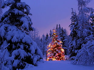 lit multicolored christmas tree HD wallpaper