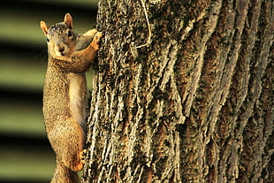 brown squirrel on brown tree HD wallpaper