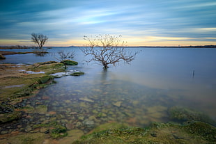 bare tree in body of water under cloudy sky, lake grapevine