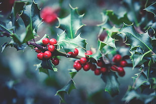 red berries lot with green leaves HD wallpaper