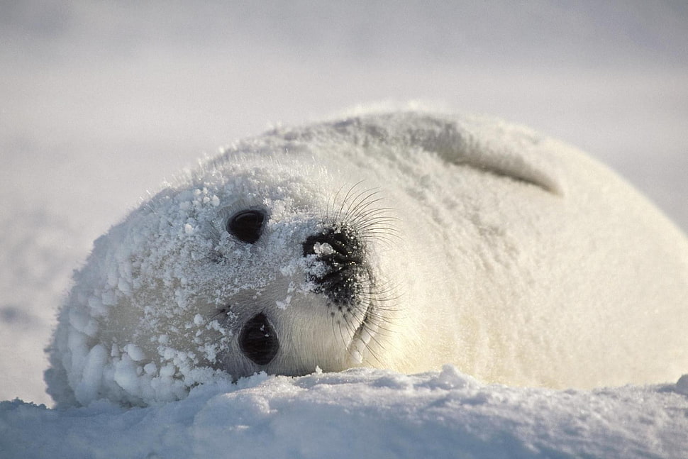 white seal, seals, animals, snow HD wallpaper