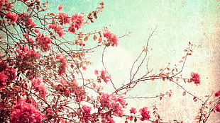Azalea flower on tree branches