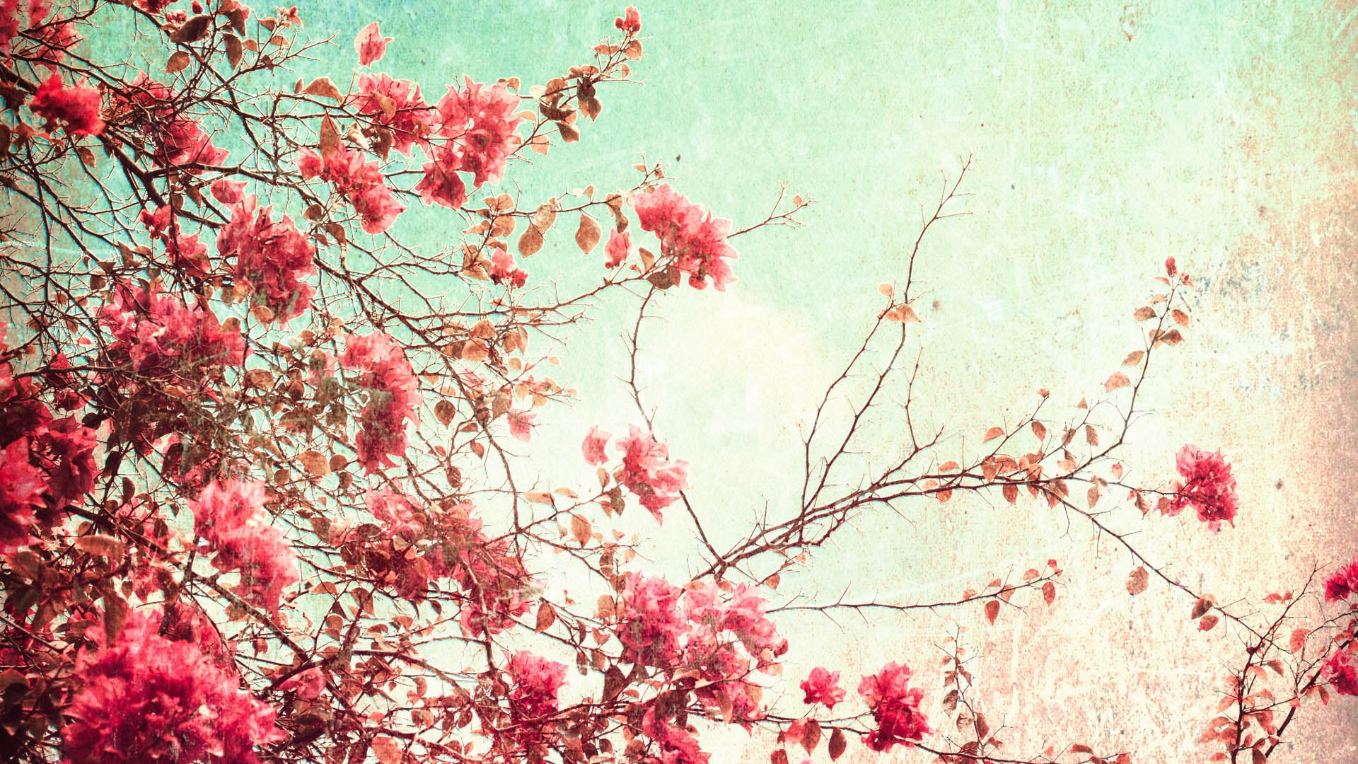 Azalea flower on tree branches HD wallpaper | Wallpaper Flare
