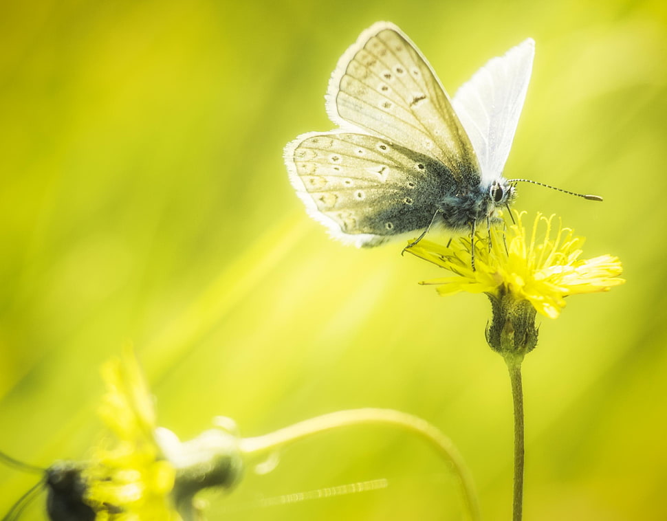 Common Blue Butterfly HD wallpaper