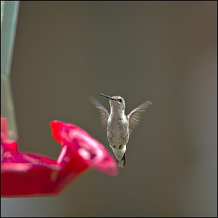 tilt lens shot of white hummingbird near pink flower