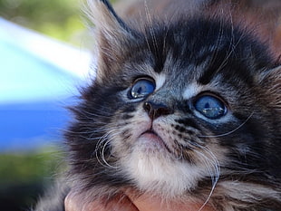 close-up of a black and brown kitten