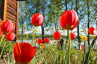 close up photo of red Tulip flowers, tulips