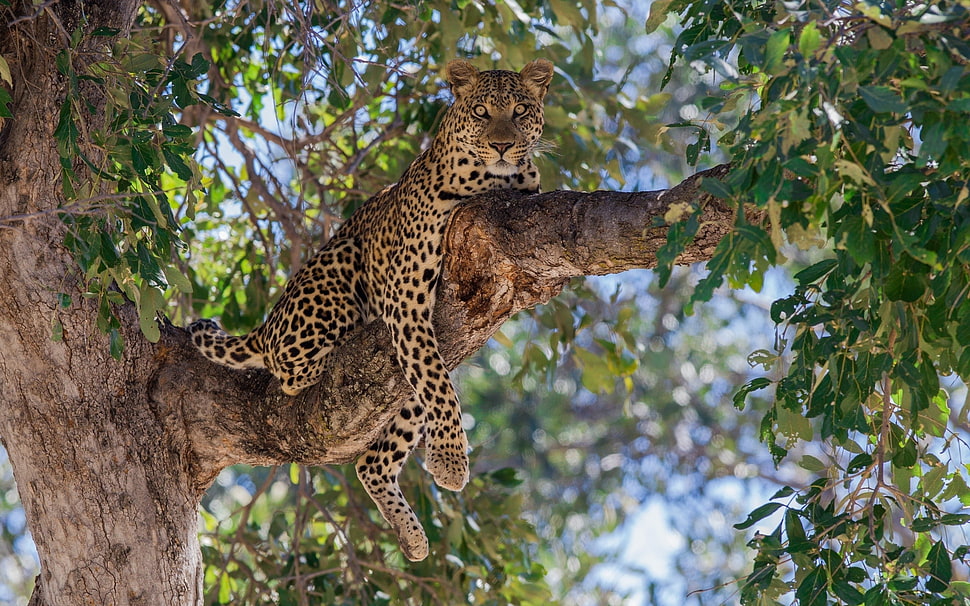 leopard resting on tree branch HD wallpaper