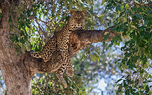 leopard resting on tree branch HD wallpaper