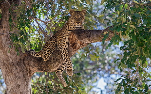 leopard resting on tree branch